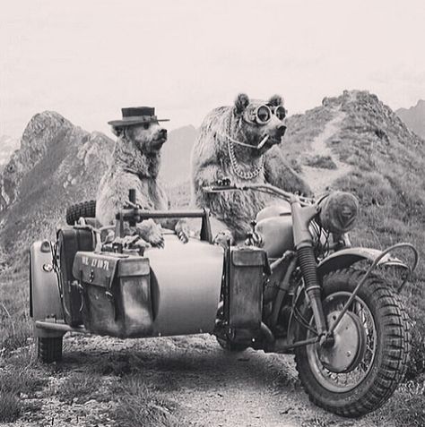 hey bear! let's go for a ride. Ural Motorcycle, Motorcycle Sidecar, Motorcycle Art, Vintage Motorcycles, Sidecar, Funny Animal Pictures, Cigars, Cafe Racer, Cars And Motorcycles