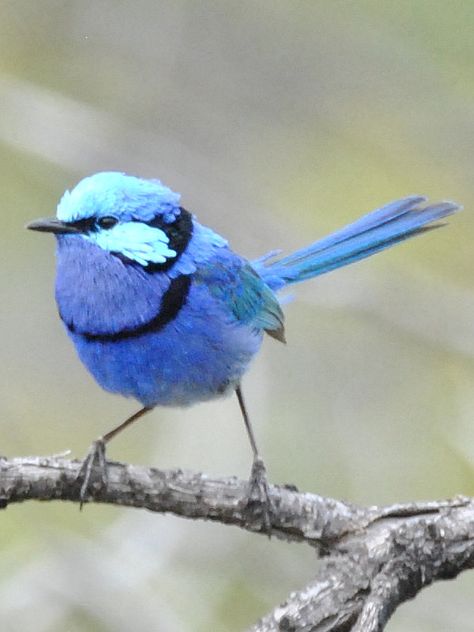 Splendid Fairy-wren (Malurus splendens) Fairy Wren Bird, Splendid Fairy Wren, Aesthetic Pets, Pets Aesthetic, Birds Pet, Animal Paintings Acrylic, Fairy Wren, Best Cameras, Wild Animals Pictures