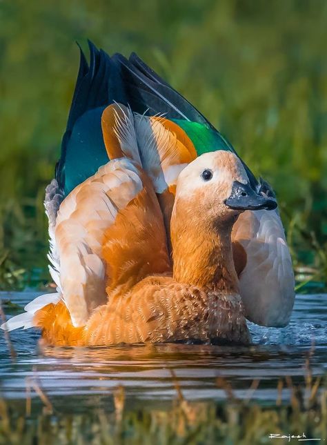 Ruddy Shelduck (Tadorna ferruginea) in India by Rajesh Chaube‎. In India this shelduck is known as the Brahminy Duck. Prehistoric Wildlife, Ducks Unlimited, Therapy Animals, Pretty Birds, Weird Animals, Birds Eye View, Wild Birds, Animal Photo, Nature Animals