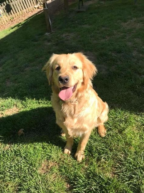 Bentley is missing. He’s a super sweet 9mo old male golden retriever puppy, about 85 lbs. He has a small hernia on his belly and he is very friendly. He has his collar on with a contact number on it. We live in the #Kannapolis area, #NC in Suburban Woods. If you have seen him, or have him, please call the number on the collar or you can contact me at 980-721-1282. Please help me bring our sweet boy home. Dog Moodboard, Golden Retriever Aesthetic, Male Golden Retriever, Puppies Golden Retriever, Puppy Golden Retriever, Boys Home, Remus Lupin, Golden Retriever Puppy, New Dog