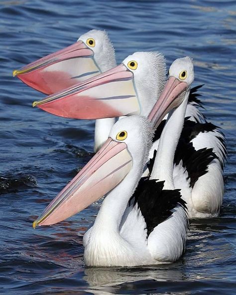 Pelican Photos, Pelican Art, Kangaroo Island, Australian Wildlife, Kinds Of Birds, Shorebirds, Australian Birds, Airbrush Art, Australian Animals