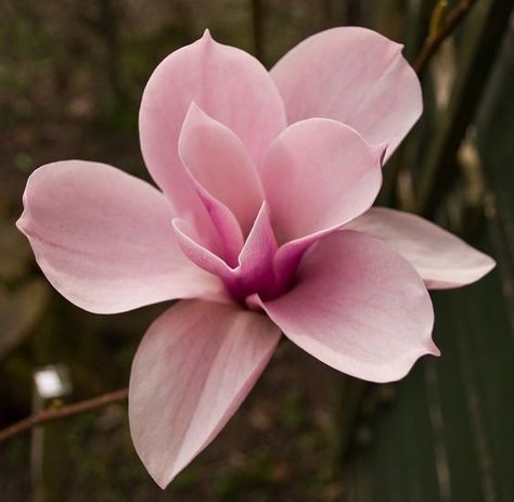 Pink Magnolia Tattoo Nature, Pink Flower, In The Garden, The Garden, Magnolia, Flowers, Pink, Nature