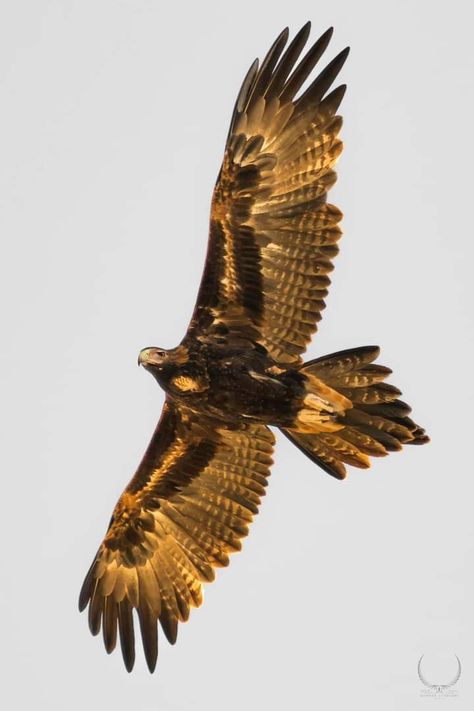 Gold Bird Aesthetic, Wedged Tail Eagle, Australian Wedge Tailed Eagle, Wedge Tailed Eagle Drawing, Wedgetail Eagle Tattoo, Wedge Tailed Eagle Tattoo, Wedgetail Eagle, Golden Eagle Wings, Hawk Wings