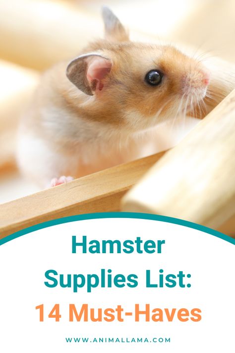 hamster supplies list Hamster Supplies, Hamster Food, Pet Hamster, Hamster Care, Supply List, Happy And Healthy, Hamsters, Must Haves, Pet