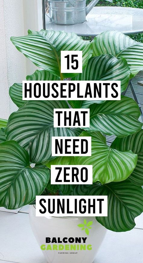 Inside House Plants, Low Light Houseplants, Low Light House Plants, Indoor Plants Low Light, Houseplants Low Light, Tanaman Indoor, Household Plants, Plant Care Houseplant, Homemade Alfredo