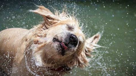 Every dog owner knows that notorious “wet dog” smell after walking their prized pooch in the rain. But what causes it? The latest video (belo Dog Shaking, Waterproof Dog Collar, Puppy Dog Eyes, Cute Dog Photos, Dog Wash, Dog Eyes, Water Art, Golden Retrievers, Shake It Off