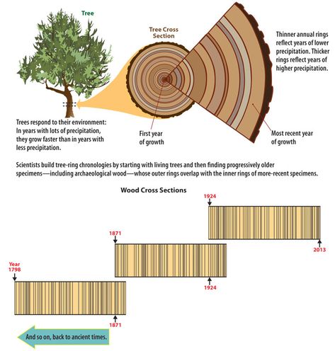 Dendrochronology - Crow Canyon Archaeological Center Rotation Of The Earth, Absolute Dating, Different Trees, Tree Identification, Tree Study, Picture Tree, Tree Ring, Environmental Education, Tree Rings