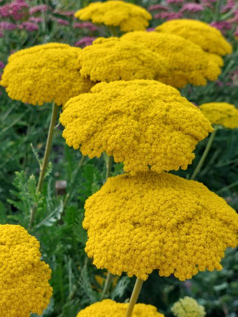 Achillea filipendulina Achillea Flower, Achillea Filipendulina, Herbaceous Border, Paul Klee, Cut Flowers, Flower Drawing, Beautiful Gardens, Flower Garden, Plants