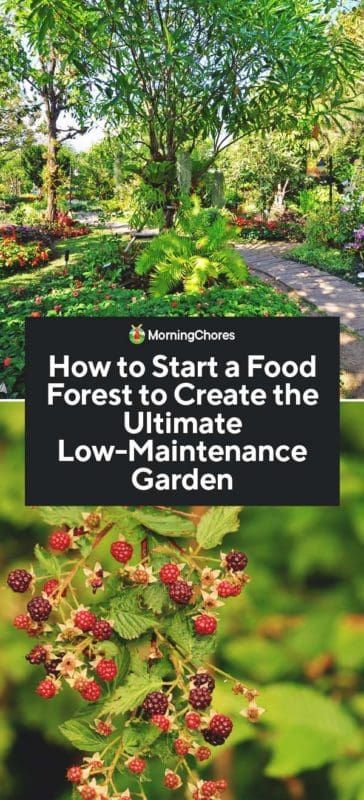 Setting Up A Garden, Garden Forest Backyards, Southern California Fruit Trees, Food Forest Garden Ideas, Forest Garden Ideas Backyards, Magical Garden Ideas Backyards, Edible Forest Garden, Food Forest Backyard, Forest Garden Backyards