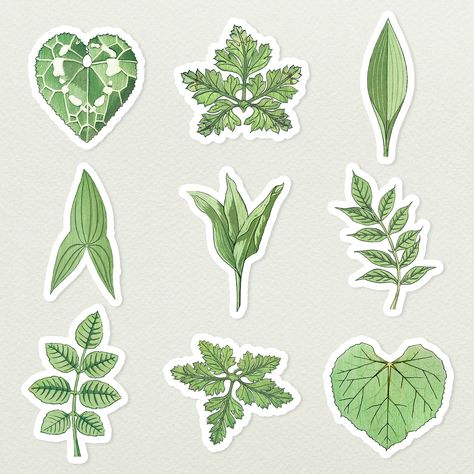 Vintage leaf sticker with white border set design element | premium image by rawpixel.com / Donlaya Green Leaves Sticker Printable, Green Journal Stickers, Leaves Stickers Printable, Vintage Aesthetic Stickers Printables, Leaf Aesthetic, Leaf Stickers, Green Stickers, Leaf Sticker, Bookmarks Diy