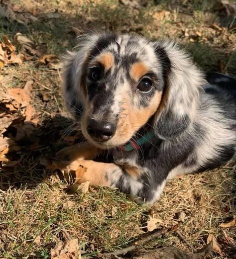 Long haired dapple dachshund. Long Hair Dapple Dachshund, Mini Dapple Dachshund Long Hair, Mini Long Haired Dachshund Full Grown, Long Haired Dapple Dachshund, Mini Long Haired Dachshund, Silver Dapple Dachshund, Long Haired Miniature Dachshund, Sausage Dog Puppy, Dream Puppy