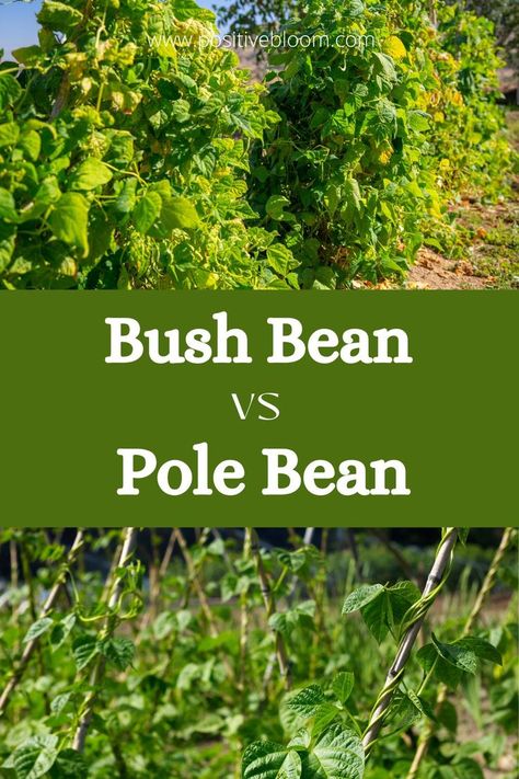 Check this article if you want to know what the difference is between pole bean vs bush bean, but also how to plant and grow these low-maintenance plants. Growing Bush Beans, Growing Beans, Growing Carrots, Bush Garden, Bean Plant, Bush Beans, Growing Gardens, Pole Beans, Best Beans