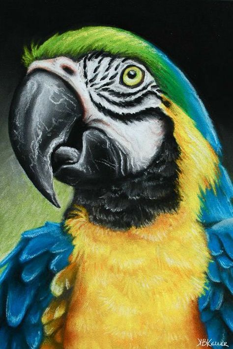 Macaw Drawing, Farm Animal Paintings, Birds Drawing, Parrot Painting, Prismacolor Art, Golden Spiral, Parrots Art, Chalk Pastel, Bird Drawing