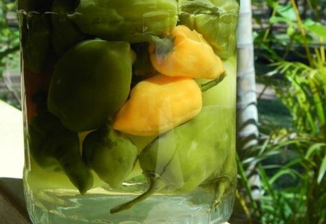 Easy Pickled Habanero - Real Recipes from Mums Habanero Recipes, Transparent Label, Pickled Peppers, Habanero Peppers, Canning Recipes, Vegan Paleo, Labour, Paleo Gluten Free, Hot Sauce