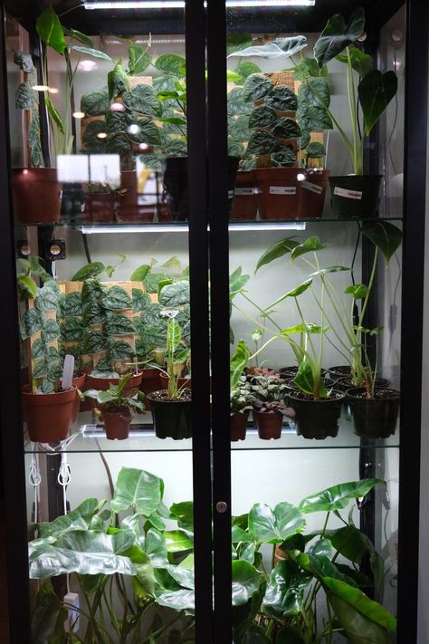 Ikea Plant Cabinet Greenhouse, Glass Cabinet Greenhouse Diy, Ikea Hack Greenhouse, Indoor Plant Greenhouse Cabinet, Curio Cabinet Terrarium, Glass Cabinet For Plants, Milsbo Greenhouse Cabinet, Ikea Cabinet Plants, Ikea Greenhouse Cabinet Rudsta