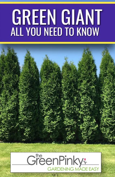 How to Grow Green Giant? — Tips for Raising Arborvitae Planting Green Giant Arborvitae, Arborvitae Green Giant, Green Giant Privacy Fence, Green Giant Arborvitae Privacy, Junior Giant Thuja Tree, Emerald Green Arborvitae Privacy Hedge, Thuja Green Giant Privacy Screens, Green Giant Arborvitae Landscaping Ideas, Arborvitae Companion Plants