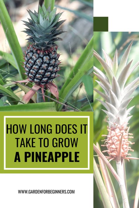 How Long Does It Take To Grow a Pineapple Pineapple Plant From Top, Pineapple Top Plant, Planting A Pineapple Top, Regrow Pineapple Top, How To Grow A Pineapple, Grow A Pineapple From Top, How To Grow A Pineapple From The Top, Pineapple Plant Growing, Grow Pineapple From Top