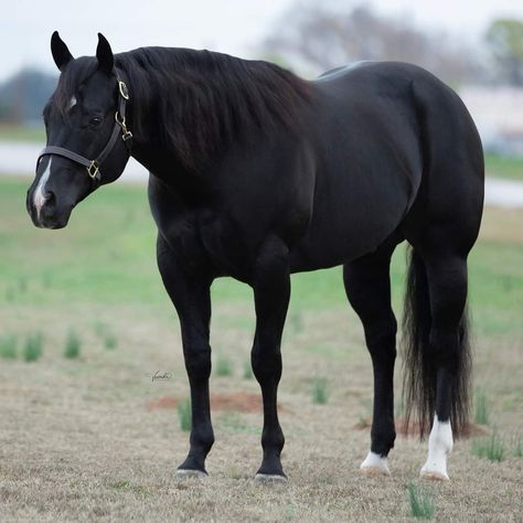 Black American Quarter Horse, Black Quarter Horse Mare, Quarter Horse Black, Black Quarter Horse, Quarter Horse Mare, Novel Aesthetic, Mounted Shooting, Mare Horse, Appaloosa Horse