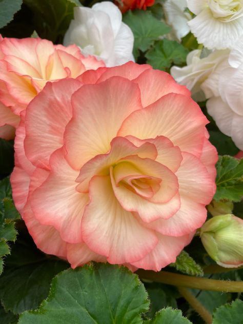 Photos for painting inspiration.  Please feel free to use. Begonia Flower Aesthetic, Begonia Garden, Rose Flower Images, Canterbury Bells, Begonia Flower, Rose Flower Pictures, Lawn Service, Carnation Flower, Red Rose Flower