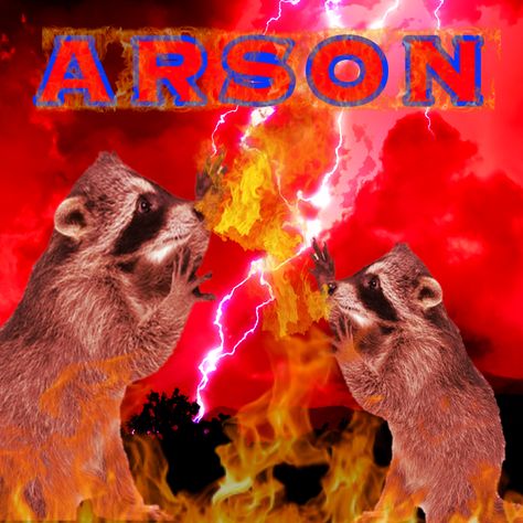 Arson 2020, Arson Memes Funny, Cursed Raccoon, Arson Aesthetic, Chaotic Raccoon, Raccon Memes Humor, Possum Memes, Possum And Raccoon Memes, Funny Pix