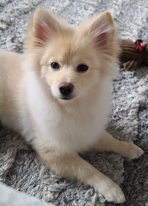 Dog Haircuts Pomeranians, Japanese Spitz Haircut, Pomsky Haircut, Pomchi Haircut, Fox Face Pomeranian Haircut, Pomeranian Dog Aesthetic, Pomeranian Cut, Pomchi Dogs, Corgi Pomeranian