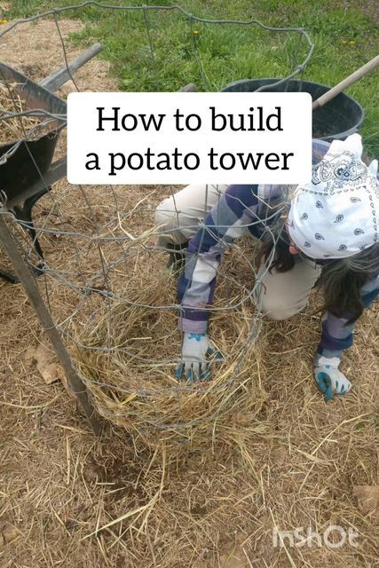 Potato Tower, Potato Gardening, Seed Potatoes, Hay Racks, Layered Potato, Cattle Panels, Potager Garden, Growing Potatoes, Wire Fence