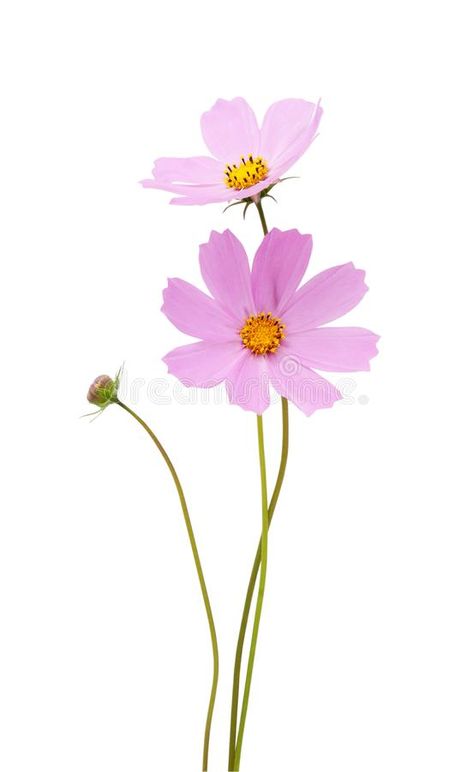 Cosmos flower. S isolated on a white background. Saving clipping paths , #AFF, #isolated, #white, #Cosmos, #flower, #clipping #ad Cosmo Flower Tattoo Simple, Cosmo Flower, Cosmo Tattoo Flower, Cosmos Flower Illustration, Cosmos Botanical Illustration, Chinese Painting Flowers, October Flowers, Watercolor Tattoo Flower, Birds Embroidery Designs