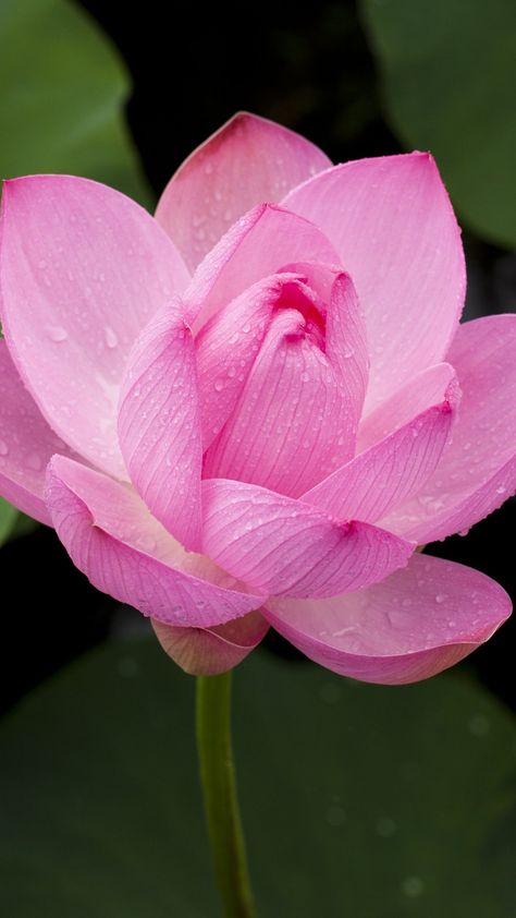 Iphone Wallpaper Lotus, Pink Lotus Wallpaper, Flor Iphone Wallpaper, Flower Images Wallpapers, Lotus Flower Wallpaper, Lotus Wallpaper, Pink Lotus Flower, Lotus Flower Pictures, Iphone 6 Plus Wallpaper