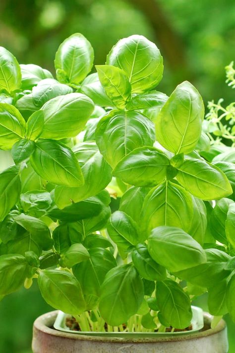 Growing and harvesting your own basil leaves is a wonderful way to have fresh herbs and add flavor to meals year-round. Let me show you how. Basil Aesthetic, Herbs For Inflammation, Storing Basil, Basil Garden, Harvesting Basil, Growing Basil, Herbs Garden, Basil Plant, Herb Planters