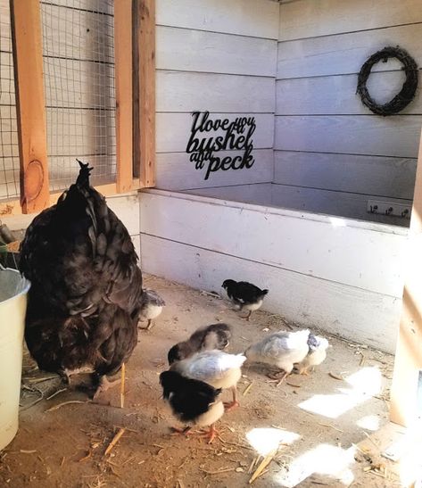 Tour my Renovated Chicken Coop: Storage Area and Nursery | Fresh Eggs Daily® Chicken Nursery Coop, Chicken Coop Storage, Brooder Box, Chicken Supplies, Homesteading Animals, Fowl Language, Day Old Chicks, Chicken Keeping, Chicken Coop Run