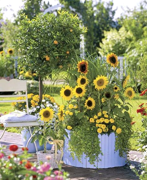 sunflower planter Small Flower Gardens, Beautiful Sunflowers, Planting Sunflowers, Cottage Garden Design, Sunflower Garden, Flower Gardening, Garden Containers, Flower Ideas, Country Gardening