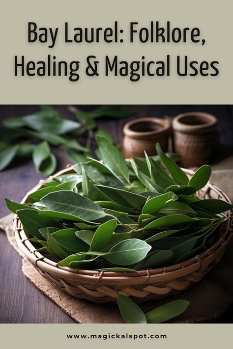 Embrace the noble essence of 🍃 Bay Laurel in 'Folklore, Healing & Magical Uses.' Explore its ancient roots, healing properties, and how to use it in magic for protection, purification, and success. 🏆✨ Ideal for those drawn to herbal magic and historical lore, discover Bay Laurel's powerful role in rituals and everyday life. Let the sacred leaves of Bay Laurel bring victory and clarity to your spiritual journey. 🌿🔮 Bay Leaf Magical Properties, Uses For Bay Leaves, Herb Preservation, Cleansing Spells, British Folklore, Bay Laurel, Magickal Herbs, Moon Water, Divine Protection