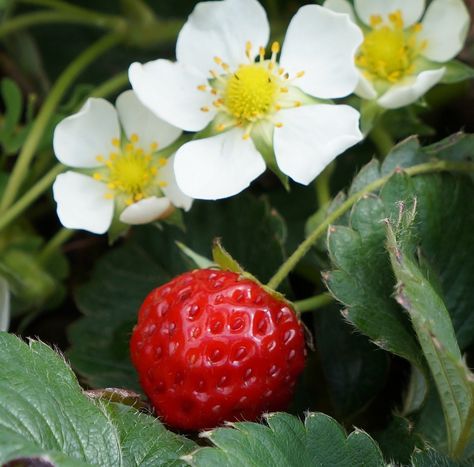 The Secret to Strawberry Success | Espoma Strawberry Plant Care, Potted Strawberry Plants, Strawberry Runners, Types Of Strawberries, Everbearing Strawberries, Regrow Vegetables, Alpine Strawberries, Childrens Gardening, Easy Plants To Grow