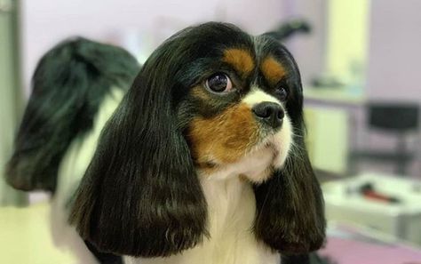 10 Best Cavalier King Charles Spaniel Haircuts Cavalier King Charles Spaniel Haircut, Spaniel Haircut, Cocker Spaniel Haircut, Black Cocker Spaniel, Spaniel Breeds, Cavalier King Charles Dog, Easy Dog Treats, King Charles Dog, King Charles Cavalier Spaniel Puppy