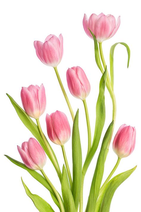 Tulip Flower Drawing, Tulip Drawing, Tulip Painting, Tulips Art, Watercolor Tulips, Spring Tulips, Pink Tulips, Digital Flowers, Tulips Flowers