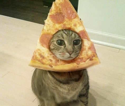 A Cat, Pizza, Funny, Pizzas