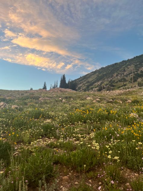 Flowery Meadow, Flower Meadow, Meadow Aesthetic, Spiritual Hippie Aesthetic, Heaven Is Real, Grassy Meadow, Wild Flower Meadow, Wild Grass, Castle Aesthetic