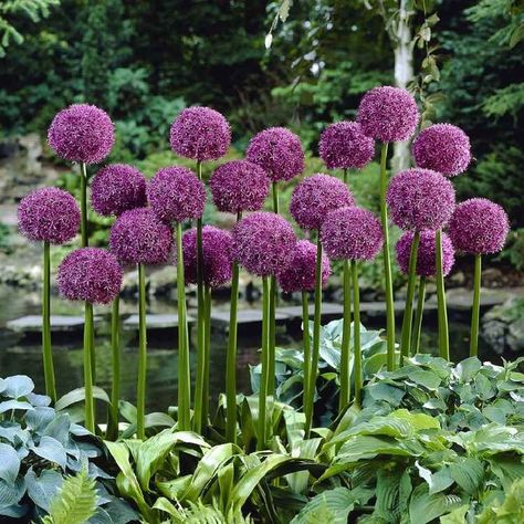 Alliums Flower, Allium Gladiator, Giant Allium, Allium Bulbs, Fall Perennials, Deer Resistant Perennials, Amaryllis Bulbs, Fall Bulbs, Flower Bulbs