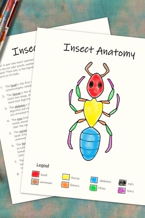 Insect Unit Study Elementary, Insect Parts Free Printable, Parts Of An Insect Printable, Bug Unit Study, Parts Of An Insect Preschool, Insect Diagram, Parts Of An Ant, Ant Anatomy, Parts Of An Insect