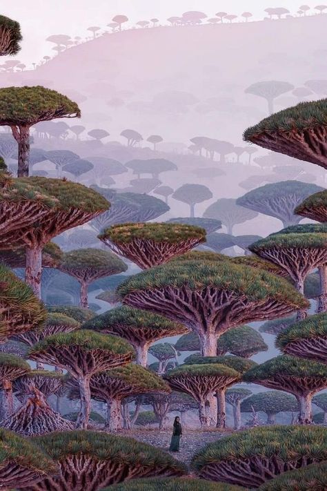 This is a painting of Dragon Blood Trees (Socotra Island, Yemen) Dracaena Cinnabari, Socotra Island, Dragon Blood Tree, Socotra, Dragon Tree, Desert Environment, Alien Worlds, Dragons Blood, Yemen