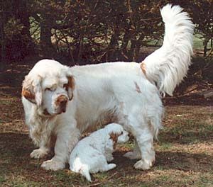 Clumber Spaniel Puppy, Clumber Spaniel, Spaniel Breeds, Black Labs, Spaniel Puppies, Dog Rules, Spaniel Dog, Dog Stuff, Happy Dogs