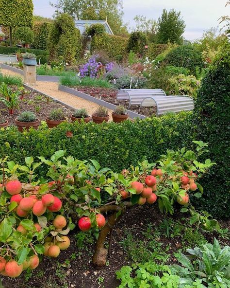 Large Fruit And Vegetable Garden, Apple Tree Small Garden, Fruits And Vegetables Garden, Orchard And Vegetable Garden, Small Apple Orchard, Orchard Garden Ideas, Terry Winters Garden, Aesthetic Vegetable Garden, Micro Orchard