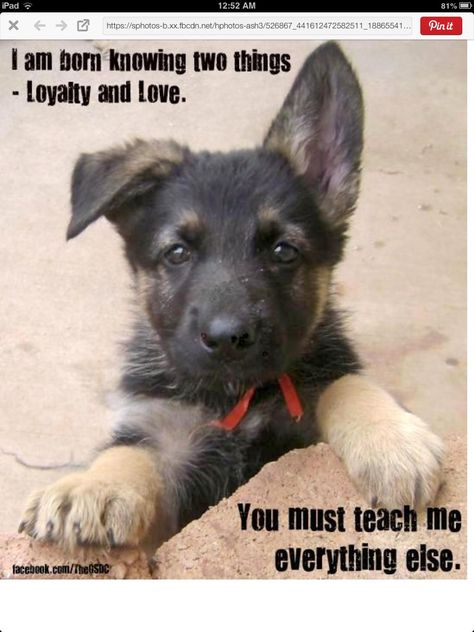 This is absolutely true! German Shepherd Quotes Loyalty, Puppies Quotes, Shepherd Quotes, German Shepherd Quotes, Quotes Loyalty, German Shepherd Memes, Puppy Quotes, German Shepherd Training, Girl Dog Names