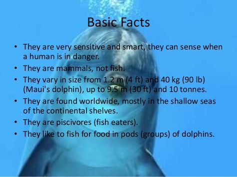 Basic facts about Dolphins Dolphin Science Project, Facts About Sea Animals, Dolphin Facts For Kids, Facts About Dolphins, Dolphin Facts, Animal Spirit Guides, Animal Study, A Dolphin, Basic Facts