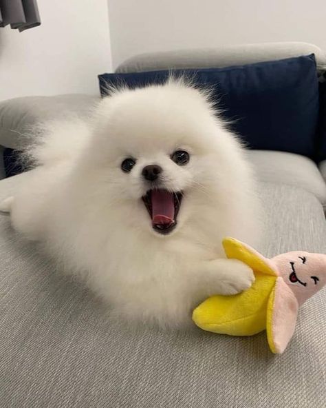 Spitz Pomeranian, Mbti Type, White Pomeranian, Dog Mommy, Very Cute Puppies, Cute Pomeranian, Puppy Day, Bad Cats, Pretty Dogs