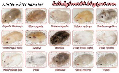 Winter White Dwarf Hamster colorings Winter White Hamster, Hamster Breeds, Hamster Habitat, Hamster Care, Pokemon Fusion Art, Hamster House, Pet Guinea Pigs, Pocket Pet, Gerbil