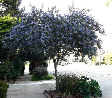 Ceanothus Ray Hartman as street tree in Northern California. Where it's cool in the sumer this works. Drought Tolerant Trees, Colorful Shrubs, California Lilac, Trees For Front Yard, Backyard Trees, Lilac Tree, Drought Tolerant Landscape, California Native Plants, Native Plant Gardening