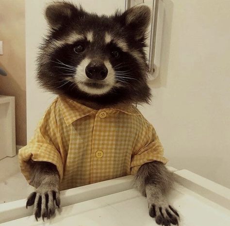 Pet Raccoon, Cute Raccoon, Raccoon Funny, Unusual Animals, Yellow Shirt, Trash Panda, Silly Animals, Racoon, Cute Animal Photos