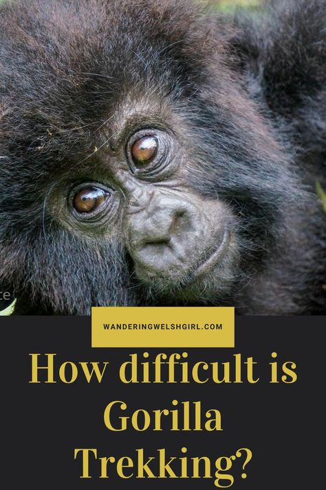 Find out just how difficult it is to go trekking with Gorillas in Rwanda. Read my complete gorilla hiking guide to discover what to wear, a typical trek itinerary, costs and the best time to visit #gorillatrekking #rwanda Gorilla Trekking, Travel 2024, Best Instagram Photos, Hiking Guide, Adventure Vacation, A Typical, Travel Alone, Once In A Lifetime, Africa Travel