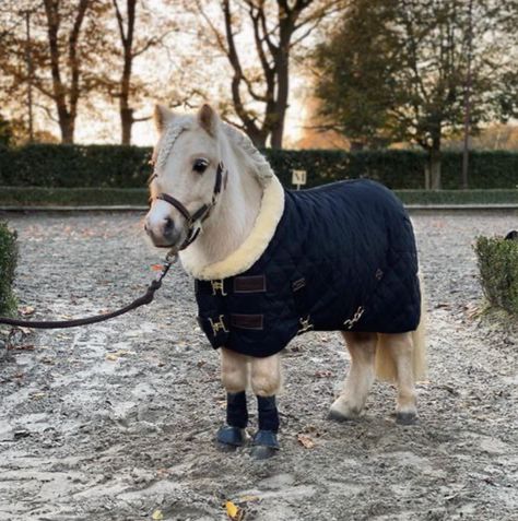 Shetland Pony Stable, Miniature Ponies, Tiny Horses, Baby Pony, Cute Horse Pictures, Beautiful Horse Pictures, Mini Pony, Horse Inspiration, Horse Fashion